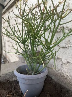 Yard items