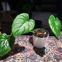 Philodendron Mcdowell 6" Planted