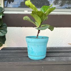 Fiddle Leaf Fig Tree