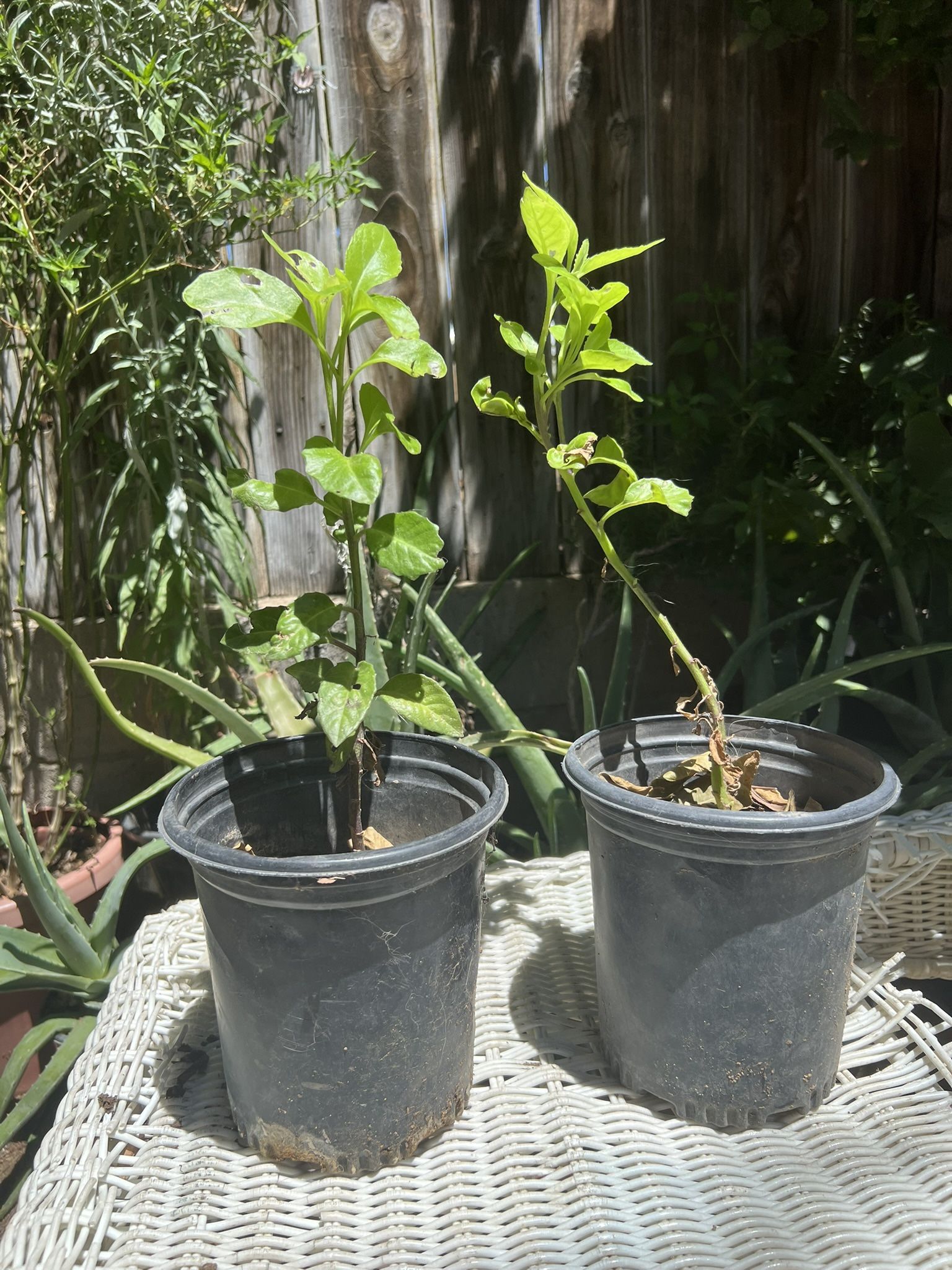 Planta Natural Insulina 