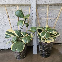 Hoya Kerrii Outter Varigated Plants On Trellis