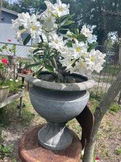 White Desert Rose