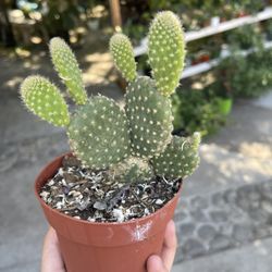 4” Bunny Ears Cactus
