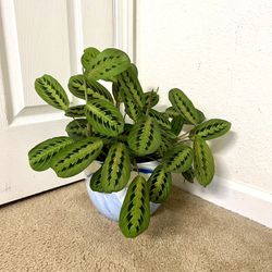 Prayer 🙏 Plant 🪴 