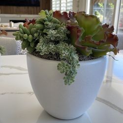 Ceramic Vase Succulents