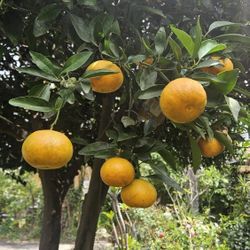 Arbol De Mandarina