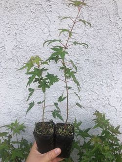 Japanese Maple Seedlings