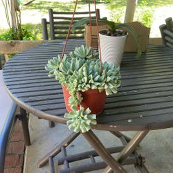 Echeverría Hanging Plant 