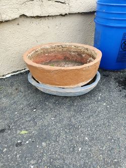 Cement Pot planter