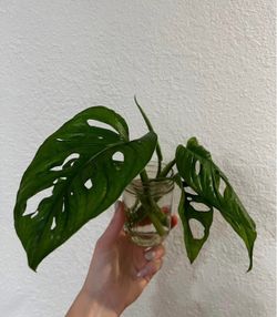 Swiss Cheese Monstera Adansonii Plant Cutting