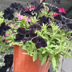 Petunia Mix  basket