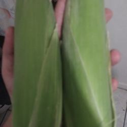 Corn