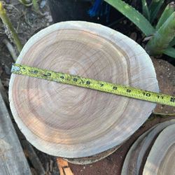 Wood Slices 