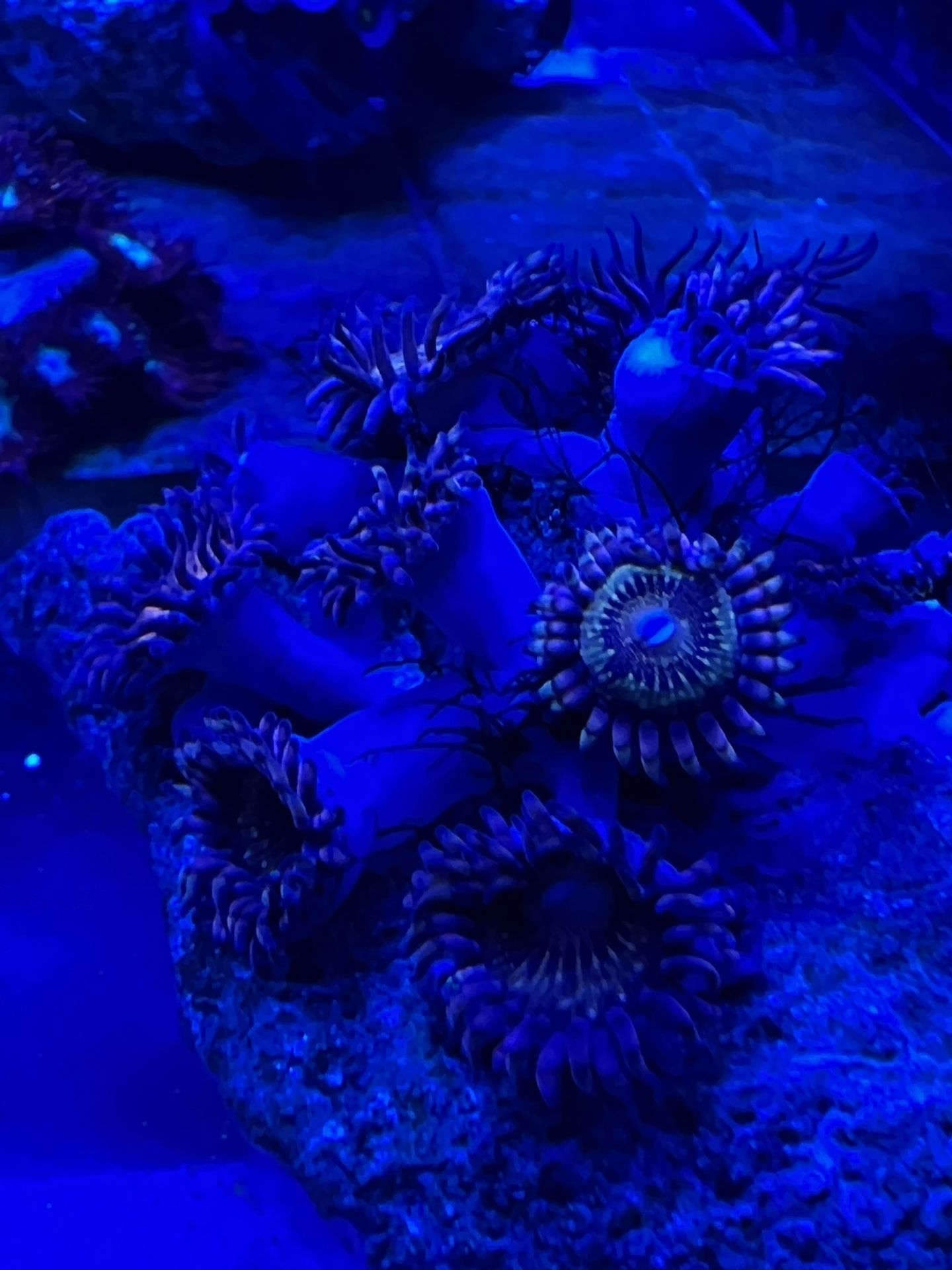 Zoanthid Colony