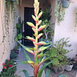 Bromeliad Guzmania  Plant $39