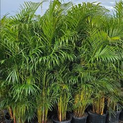 Spectacular Arecas Palms!!! Over 8 Feet Tall!! Fertilized 