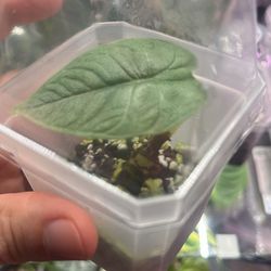 Alocasia Melo Plant