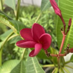 Plumeria