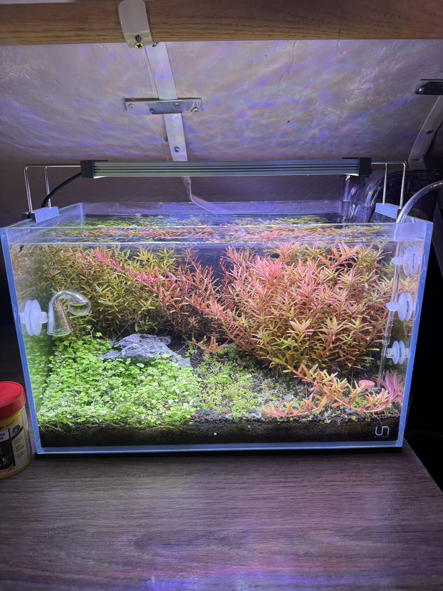 UNS 5N Planted Fish Tank with Lights, C02, Plants, Neocaridina Shrimp