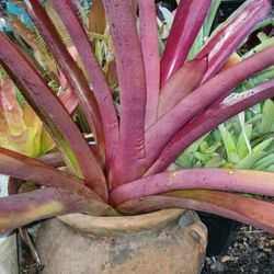 Red Large Bromeliad Potted Plant Landscape