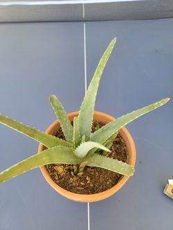 Beautiful Aloe Vera  Plant..  Planta De Savila.