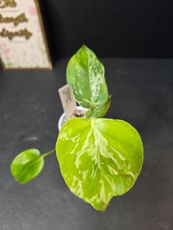 MONSTERA BULBASAUR
