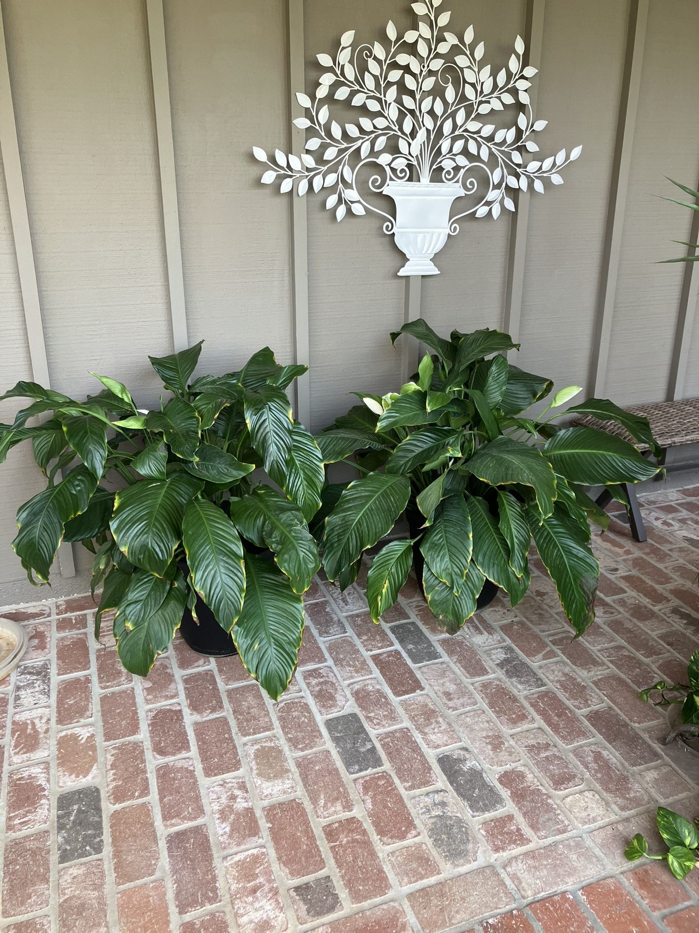Spathiphyllum