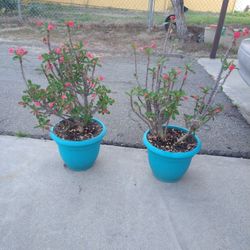 Crown Of Thorns Plants 