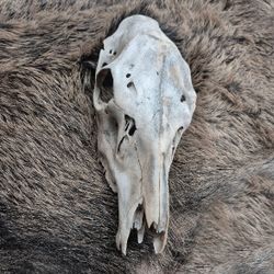Cow Elk Skull