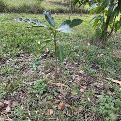 Small Mango Trees