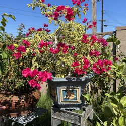 Bonsai Bougainvillea 