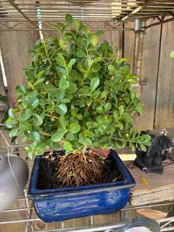 Bonsai plants for sale $50 each