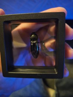 Green click beetle framed specimen
