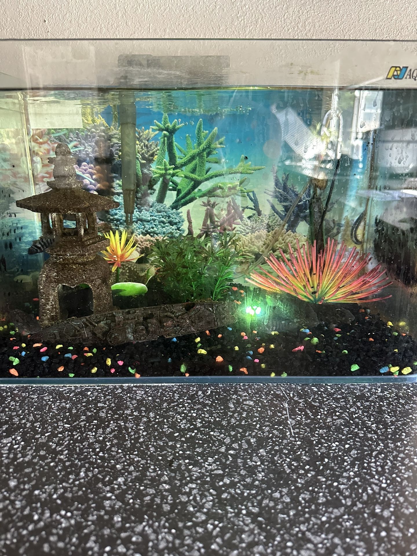 10 Gallon AquaJapan Fish Tank w/ FISH and everything else
