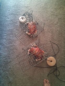 Old crab pots