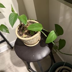 Trailing Pothos Plants – $7 to $12 with Pot 🪴