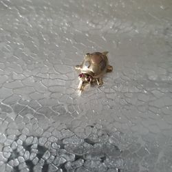 Tortuga 14k