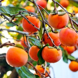 Fuyu Persimmons For Sale! 