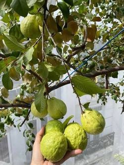 Pear-shaped white guava tree