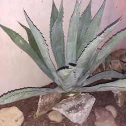 Blue Agave Very Large Already Dug Up Ready To Go