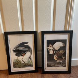Audobon Prints Bird Art Framed Set 