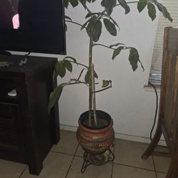 Plant/tree