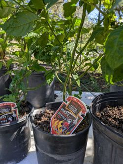 Planta de Chile Carolina Reaper