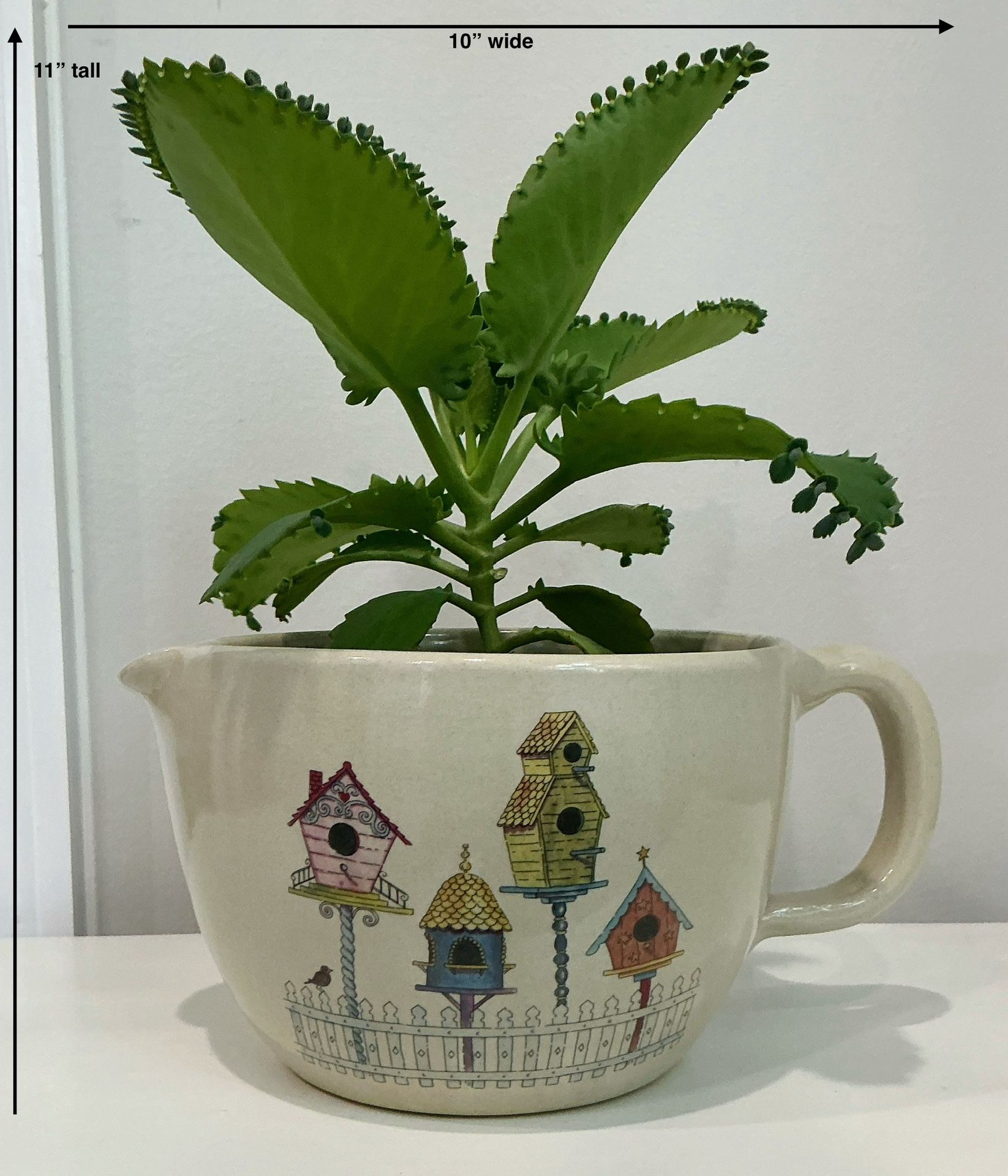 Large Live Mother-of-Thousands in a Shakers & Thangs Pottery Planter with Handle
