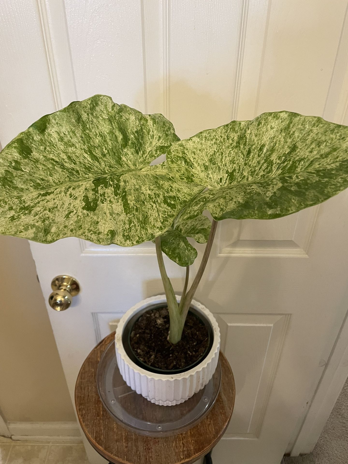 Very Beautiful | Often Rare | Alocasia Odora “Batik” | Tropical Houseplant