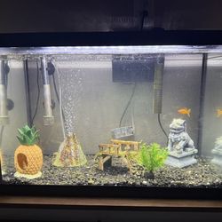 Fish Tank 