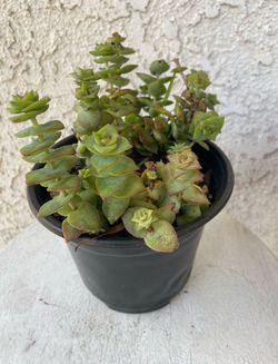 6 Inch Pot Succulent Plant - Crassula Perforata  - String of Buttons - Established Plant - Drought Resistant - 🪴