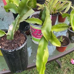 Dragon Fruit Plant