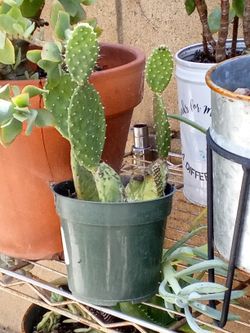 Cactus