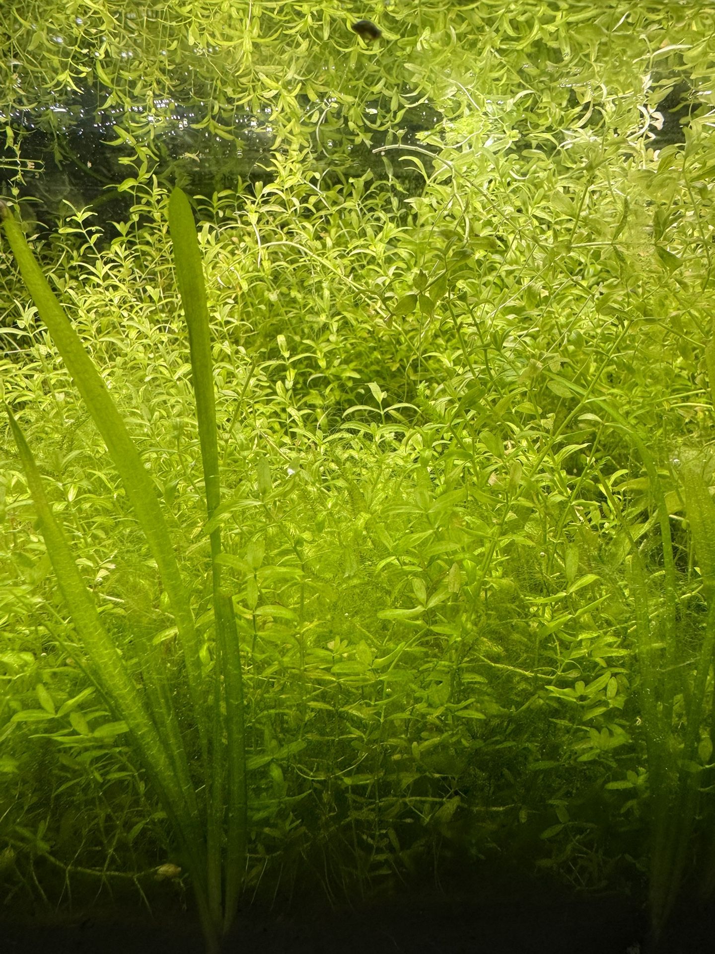 Aquarium Pearl Weed Cuttings